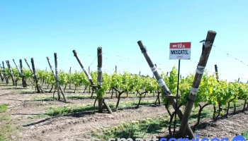 Bodega Rosés - 200