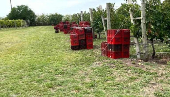 Bodega VinoTerra - 60000 Paysandú