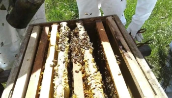 Miel Bloom - Uruguay