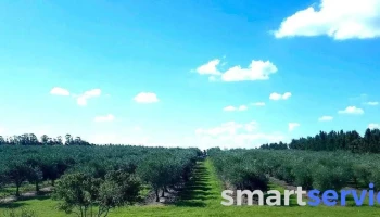 Olivares de casupá - 94100 Casupá