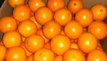 Planta de empaque citrus exportacion citrus Modisur S.a. - Salto