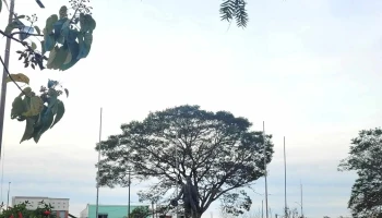 Plaza Williman - Guichón