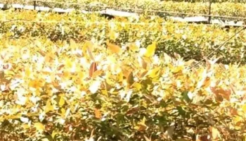 Vivero “Blanquillo” - 97000 Blanquillo