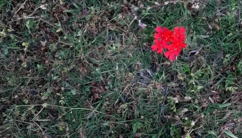 Vivero Olga de Nuevo Berlín - Fridolin Quinke