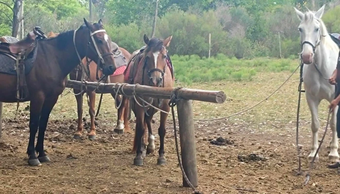 Cabalgatas Montevideo -  Horario - Montevideo