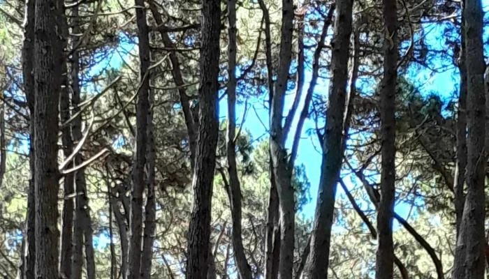 Calypso Charters Excursiones Como Llegar - Punta del Este