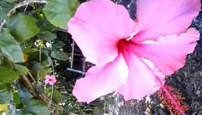 Dac -  Videos - Sarandí Grande