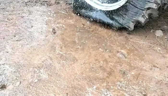 Gomeria El Canarito -  Videos - San Gregorio de Polanco