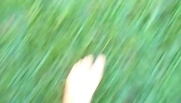 Liceo De Guichon Videos - Guichón