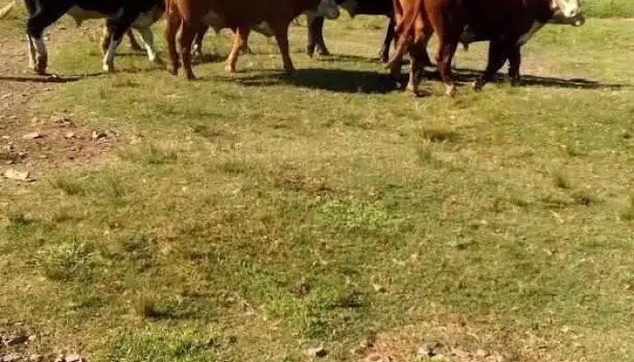 Liceo De Las Toscas -  Las Toscas De Caraguata - Las Toscas de Caraguata