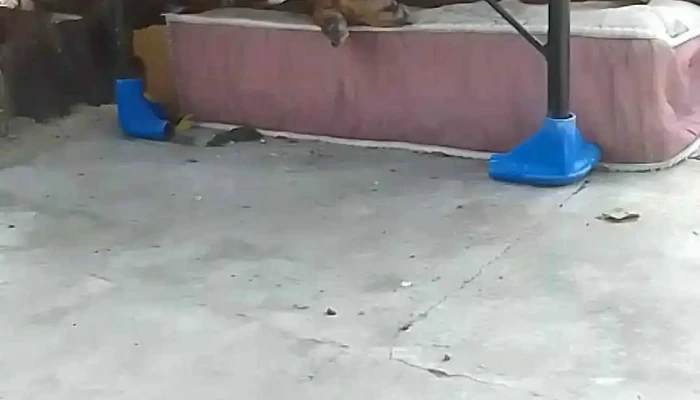 Liceo De Piriapolis Jose Luis Invernizzi Videos - Piriápolis