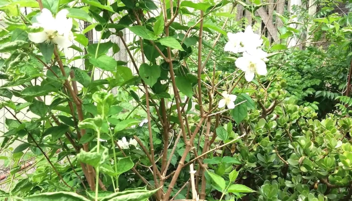 Petit Jardin -  Plantas Con Flores - Young