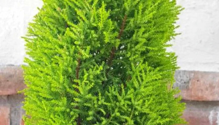 Petit Jardin -  Puntaje - Young