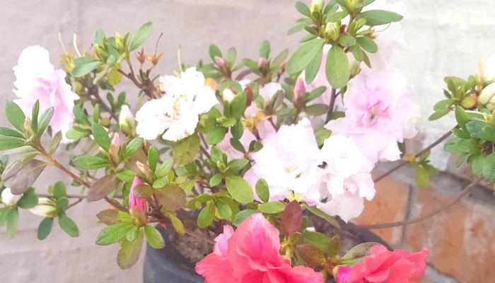 Petit Jardin - Young