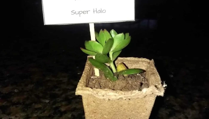 Super Halo -  Interior - Montevideo