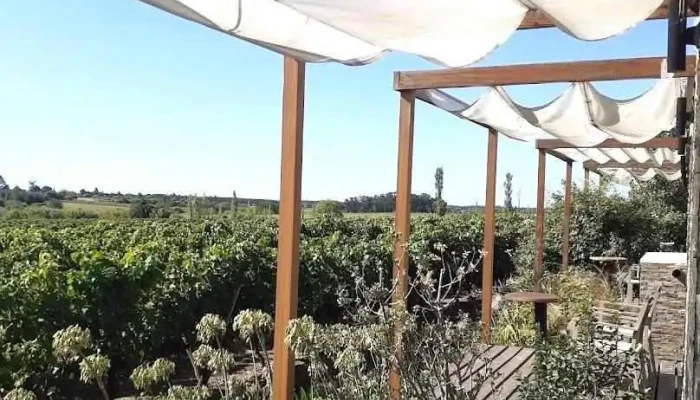 Uy Vines Wine Tours - Montevideo