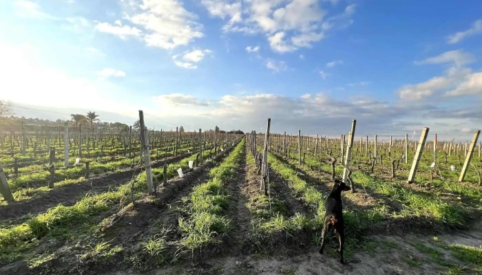 Viñedos y bodega Herosa - 91000 Pando