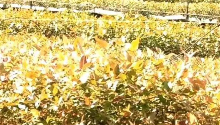 Vivero “Blanquillo” - 97000 Blanquillo